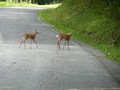 Still climbing Location Road.  Plenty of opportunity to see wildlife on the road.